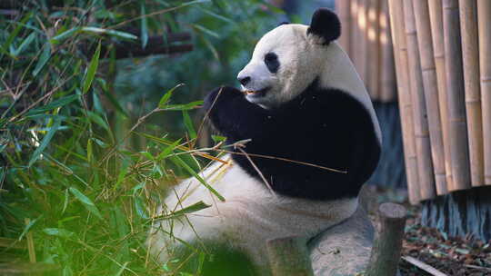 大熊猫国宝保护动物成都四川保护动物