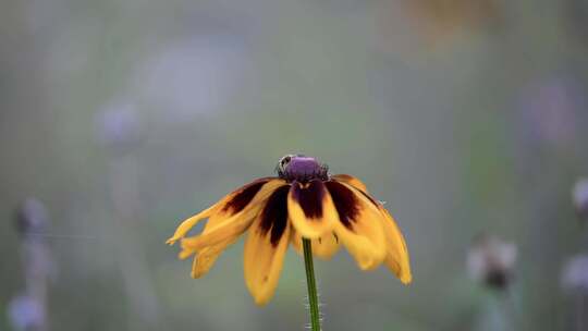 联合国昆虫buine une fleur