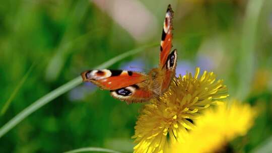 蝴蝶停留在黄色小花上吸花蜜 自然风光