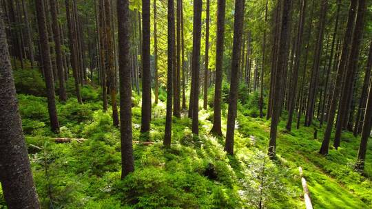 树 树木 森林 树林 漂亮 绿色