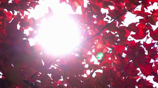 穿过红树叶的阳光