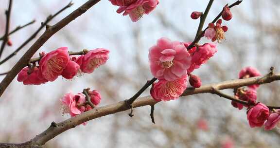 唯美阳光轻轻摇摆梅花 立春花开万物复苏