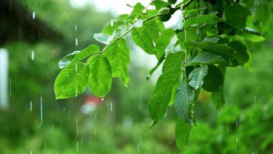 雨中的植物