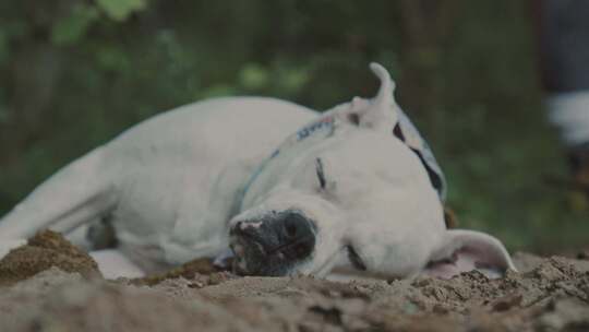 一只比特犬躺在地上