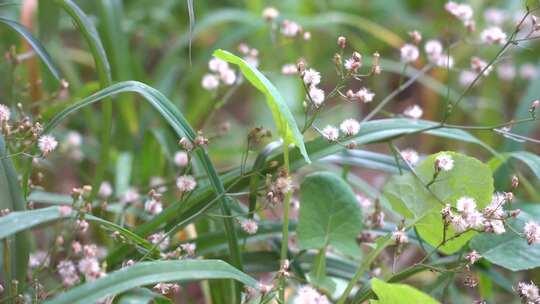 钻野紫菀 野菜 草本植物 菊科 顽固杂草