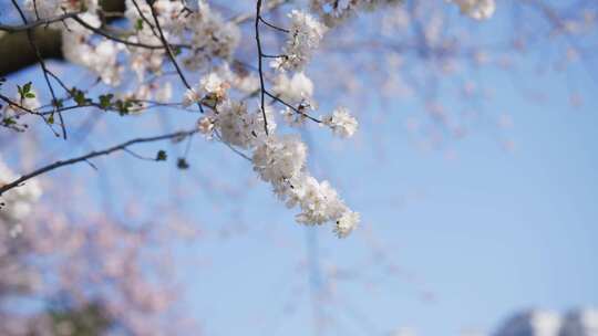 樱花春天樱花开放