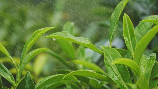 茶叶茶山茶园红茶绿茶春茶