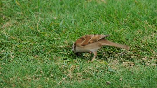 麻雀在草坪上觅食