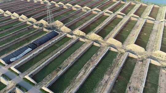 宁夏灵武白笈滩温室大棚航拍2