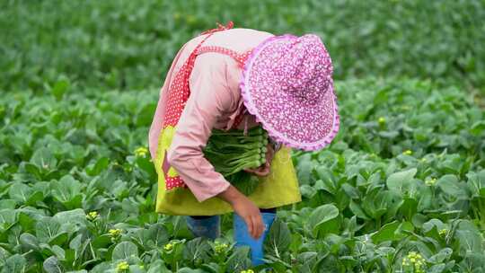 摘菜 菜心 蔬菜 青菜 基地视频素材模板下载