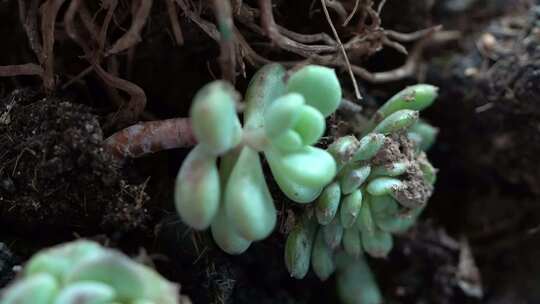 盆栽 多肉 植物 生态 绿植