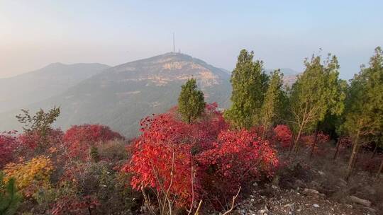 济南蚰蜒山满山红叶