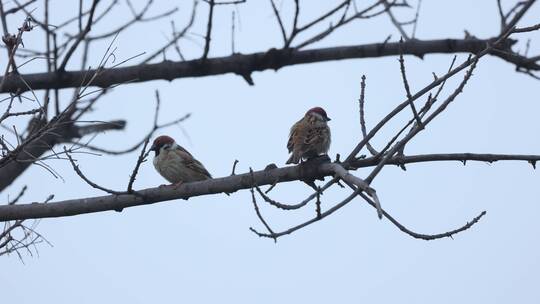 两只麻雀 树上的鸟儿们