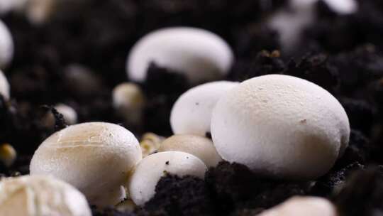 栽培 蘑菇 种子 生长