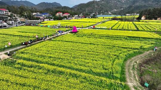 新农村油菜花花海视频素材模板下载