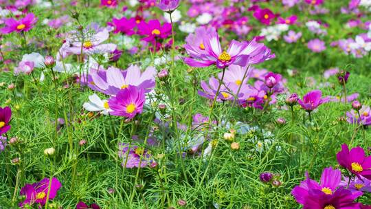 格桑花波斯菊花海