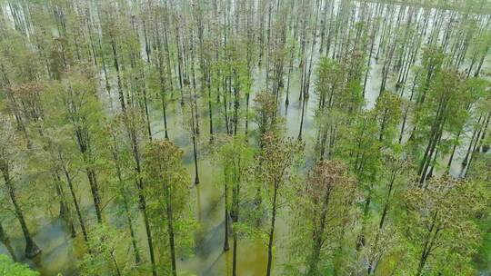 武汉涨渡湖水上森林平移镜头