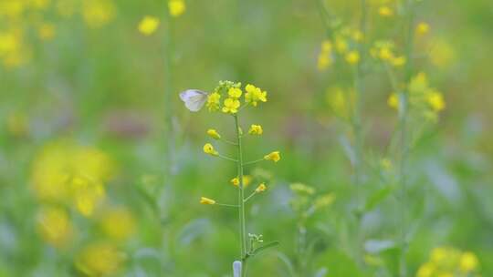 油菜花蝴蝶