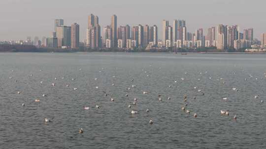 武汉湖泊秋冬湿地生态湖面候鸟飞翔