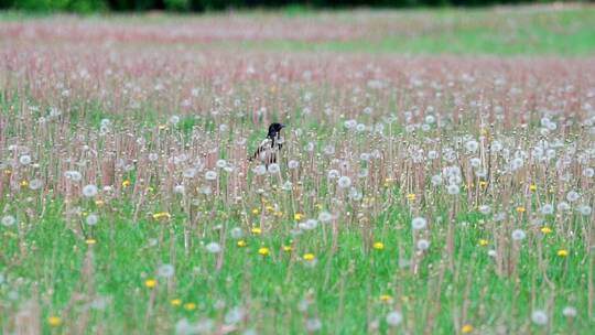 春天在开满蒲公英花的草地上觅食的喜鹊