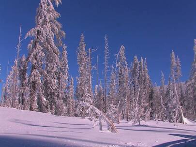冬天的树被雪覆盖