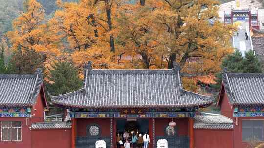 航拍平顶山文殊寺银杏