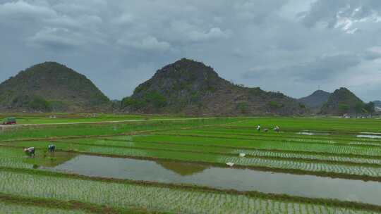 农村插秧场景