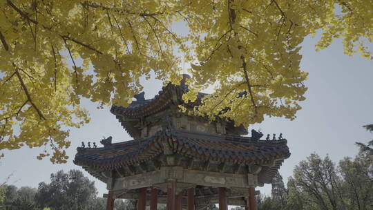 北京秋天 古建筑秋景 秋天银杏