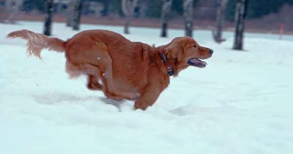 狗，金毛猎犬，玩耍，雪