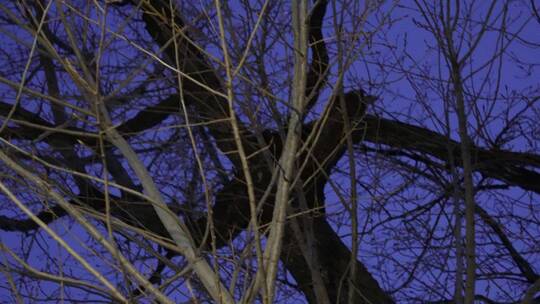 冬季夜晚天空树枝恐怖凄凉枯枝树木视频素材模板下载