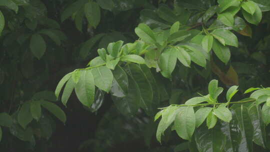 节气谷雨下雨雨滴滴落树枝树叶的特写慢镜头