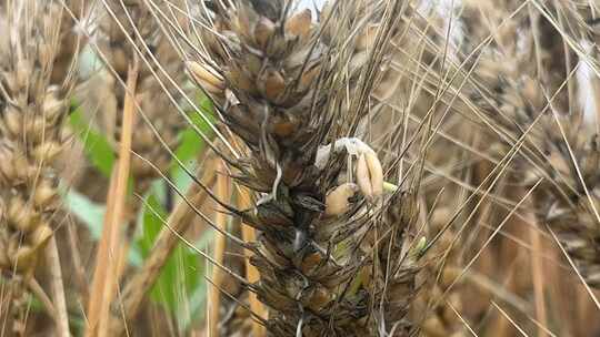 农田里发芽的小麦