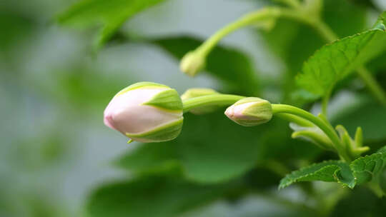 绿色藤蔓植物生长 花朵绽放
