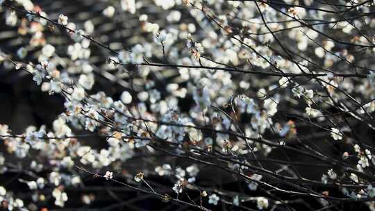 早春白梅绿梅盛开唯美空镜