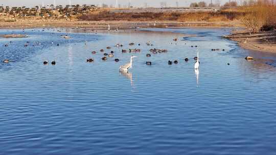 白鹭 野鸭 湖泊 湿地 保护环境 栖息地集锦