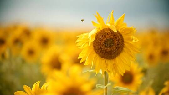 栖息在田野向日葵上的小蜜蜂