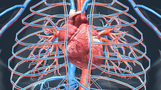 心脏心血管系统人体器官心脏功能动画泵血