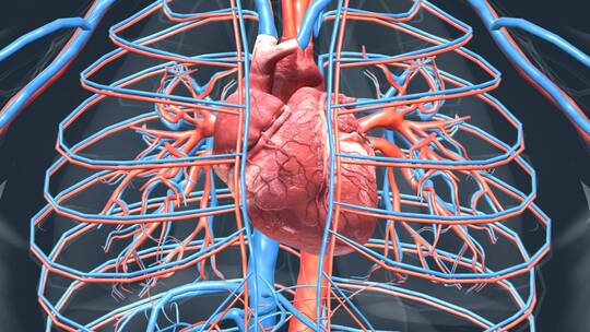 心脏心血管系统人体器官心脏功能动画泵血视频素材模板下载