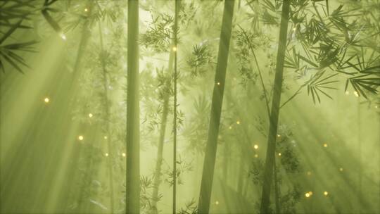 亚洲竹林与晨雾天气