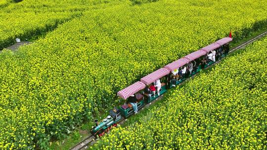 4k航拍乘坐小火车观赏油菜花 乡村旅游