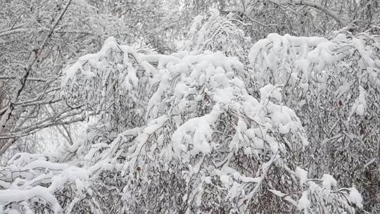 积雪很深的树木