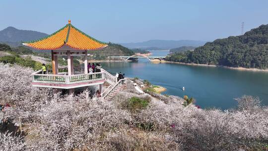 中国广东省广州市从化区广州流溪梅花节