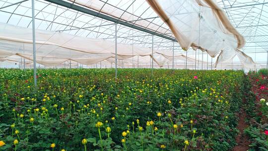 现代化鲜花种植基地航拍