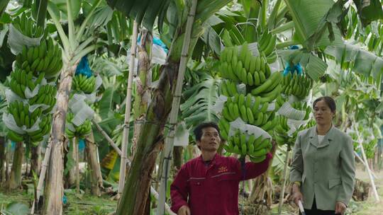香蕉粉蕉种植基地2