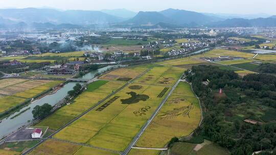 航拍浙江杭州建德金色稻田田园风光