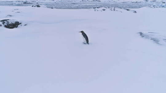 孤王企鹅南极雪面景观视频素材模板下载