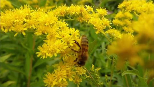 4k小蜜蜂在黄色花朵上采蜜