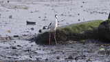 黑翅长脚鹬深圳湾公园自然湿地滩涂3121高清在线视频素材下载