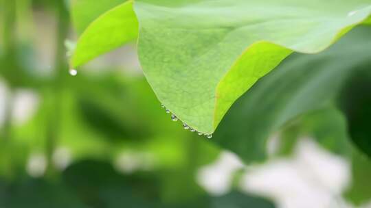 雨后荷叶上的露珠 水滴特写