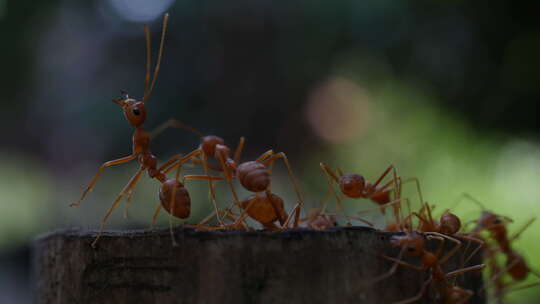 正在活动的蚂蚁